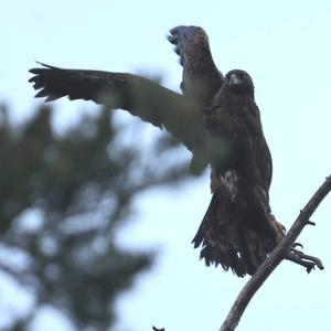 Golden Eagle
