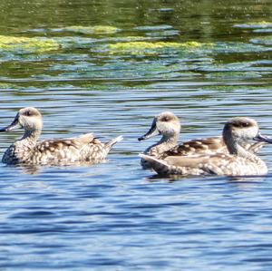 Marbled Teal
