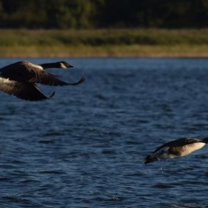 Canada Goose