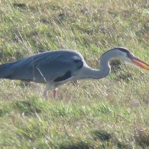 Grey Heron