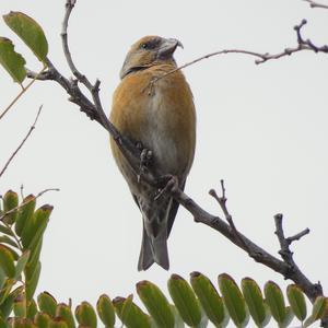 Red Crossbill