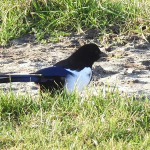 Black-billed Magpie
