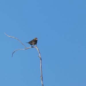 European Greenfinch