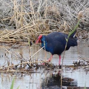 Purple Swamphen