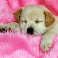 Retriever (Labrador)