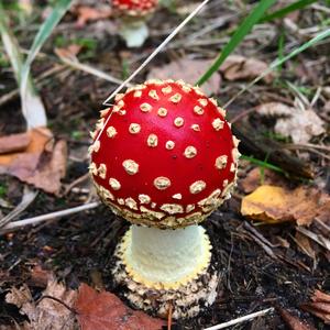 Fly Agaric