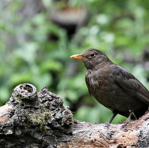 Amsel