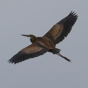 Purple Heron
