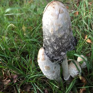Shaggy Mane