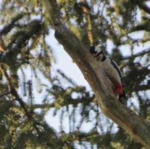 Great Spotted Woodpecker