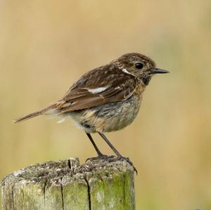 Europäisches Schwarzkehlchen