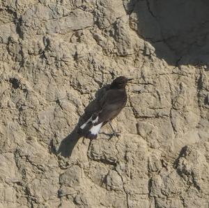 Black Wheatear