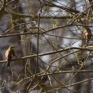 Yellowhammer