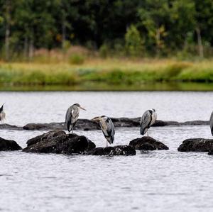 Grey Heron