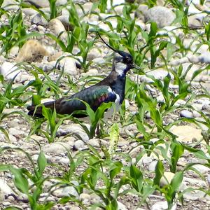 Northern Lapwing