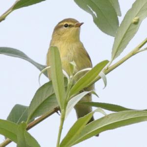 Willow Warbler