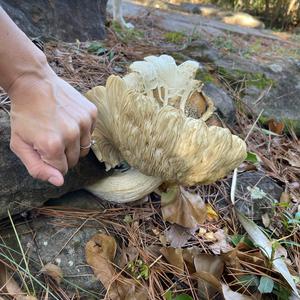 Unknown Species
