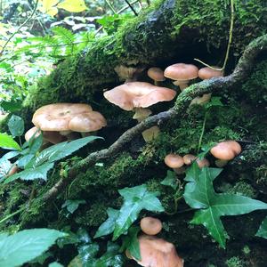 Honiggelber Hallimasch