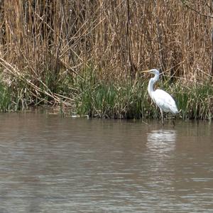 Great Egret