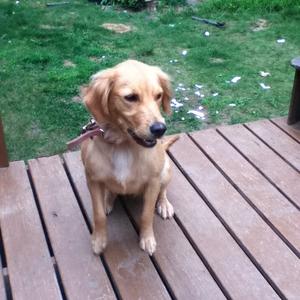 Retriever (Golden)