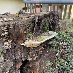 Artist`s Fungus