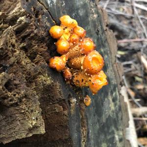 Golden Pholiota