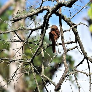 Rote Spottdrossel