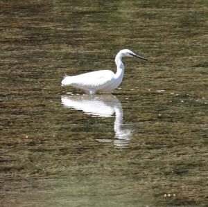 Little Egret