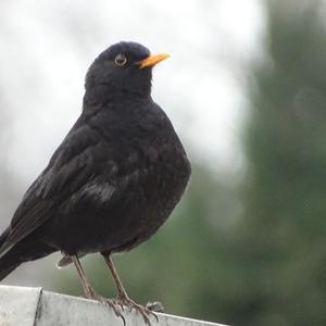 Amsel