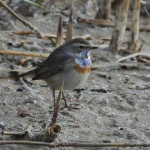Bluethroat