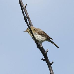 Willow Warbler
