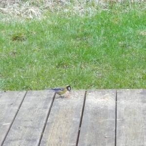 Great Tit