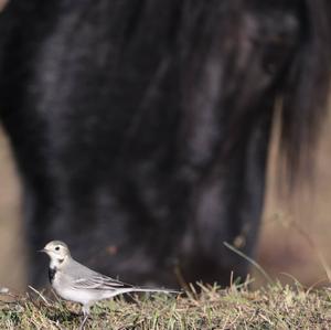 White Wagtail