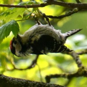 Lesser Spotted Woodpecker