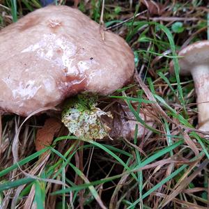 Grey Larch Bolete