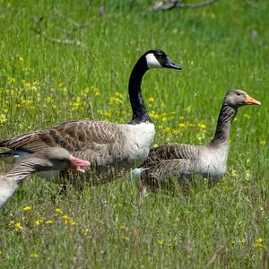 Greylag Goose