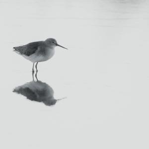 Common Sandpiper