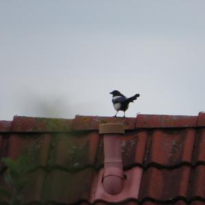 Black-billed Magpie