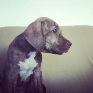 American Pit Bull Terrier