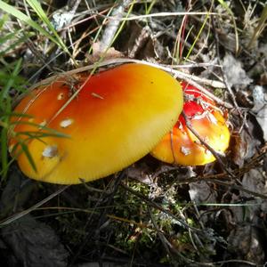 Fly Agaric