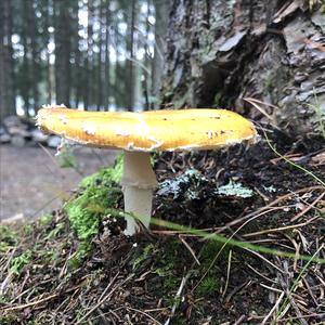 Unknown Species