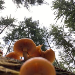 Stockschwämmchen