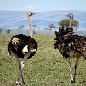 Ostrich