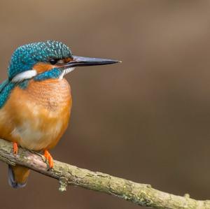 Common Kingfisher