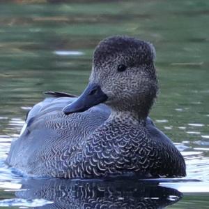 Gadwall