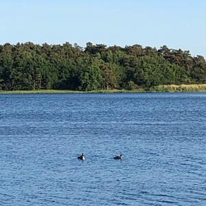 Great Crested Grebe