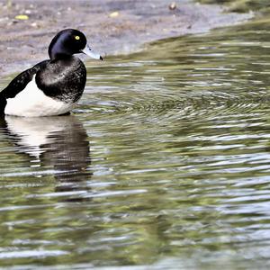 Tufted Duck