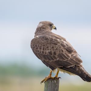 Nördliche Rauhflügelschwalbe