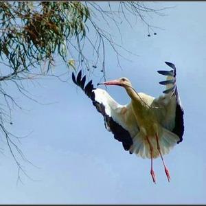White Stork