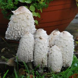 Shaggy Mane